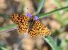 Boloria dia